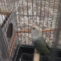 طوطی برزیلی|پرنده|شیراز, فاضل|دیوار