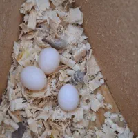 تخم طوطی عروس