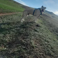 واگزاریعراقی|سگ|گرمی, |دیوار