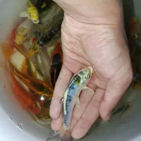 ماهی کوی باله بلند و کوتاه ، گلدفیش ، قرمز مولد|ماهی|اراک, |دیوار