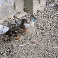 خضیری اردک خضیری|حیوانات مزرعه|شادگان, |دیوار