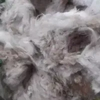 پشم گوسفند