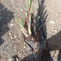 فروش زمین باغ شهری