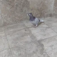 یه ابگل دم سفید