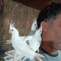 عروس هلندی|پرنده|تالش, جوکندان|دیوار