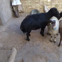 قوچ|حیوانات مزرعه|صائین قلعه, |دیوار