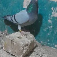 ماده سبز خطی جفت پلاک مسافتی|پرنده|رشتخوار, |دیوار