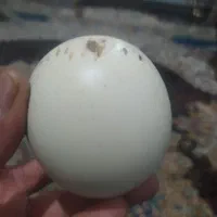 سنگ الماس آسیاب گبری