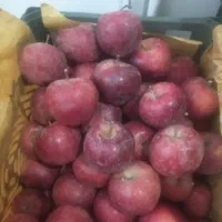 پیاز طوری|خوردنی و آشامیدنی|قم, کلهری|دیوار