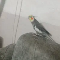 عروس هلندی نر