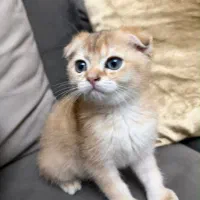 گربه اسکاتیش
