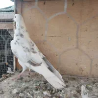 کبوتر غریبگیری ماده|پرنده|کرج, گوهردشت|دیوار