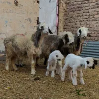 3رس میش بختیاری اصل تک بره و جفت بره|حیوانات مزرعه|کرمان, |دیوار