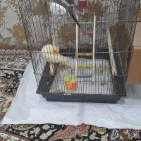عروس هلندی