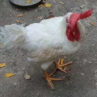 خروس|حیوانات مزرعه|املش, |دیوار