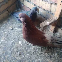 کبوتر|پرنده|آزادشهر, |دیوار