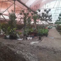 کارگر جهت کار در گلخانه