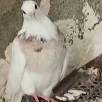 طوقی ماده زرده خال سیا
