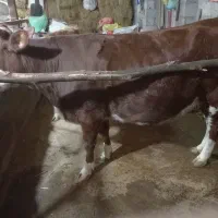 گاو آبستن از سیمنتال تلقی شوده