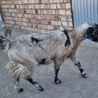 دوعدد بز جوان  چاق  و دوعدد میش چاق ویک بره ماده