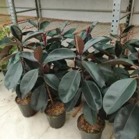 تعویض خاک گلدان در منزل  فروش گل و تحویل درب خانه|گل و گیاه طبیعی|مشهد, فرهنگیان (شهرک غرب)|دیوار