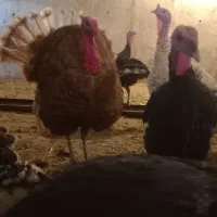 بوقلمون محلی اصل