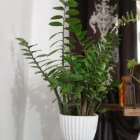 زامفولیا ۱ساله ریشه پر و سرحال و باکیفیت|گل و گیاه طبیعی|قائم‌شهر, |دیوار