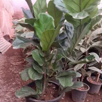 یوکا تنه دار قیمت مناسب|گل و گیاه طبیعی|قم, آزادگان|دیوار