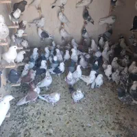 کبوتر تهرانی.پاکستانی .کاشانی