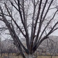 خریدار انواع چوب و درخت ترو خشک