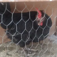 مرغ و خروس