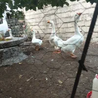 خالماگور روسی