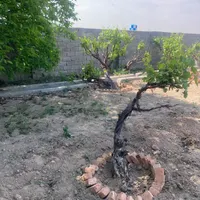 باغچه ۵۰۰ متری سند دار درخت گردو|فروش زمین و ملک کلنگی|تهران, شهرک شریعتی|دیوار