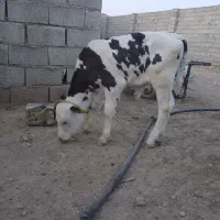 گوساله سیمینتال اصل نر کور