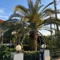 درخت خرما ۲۰ ساله