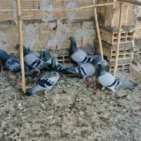 پلاکی|پرنده|آران و بیدگل, |دیوار
