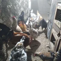 مرغ و خروس گلین لری|حیوانات مزرعه|ویلکیج, |دیوار