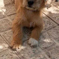 توله پاکوتاه نژادتریر وپودل سه ماهه قیمت 2میلیون