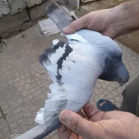 طوقی نر|پرنده|اردبیل, |دیوار