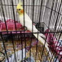 عروس هلندی|پرنده|اهواز, کوی ملی راه|دیوار