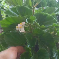 10تا گل ۲۰۰هزار بعلت جمع کردن گلخونه