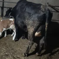 گاو|حیوانات مزرعه|مهربان, |دیوار