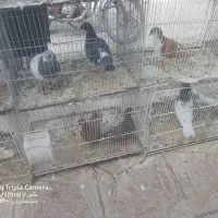 کبوتر رنگی جفتگاه|پرنده|سراوان, |دیوار