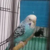 مرغ عشق ماده