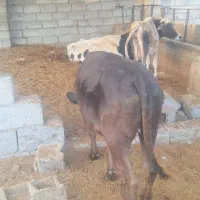 ۲راس گوساله فروشی|حیوانات مزرعه|جیرفت, |دیوار