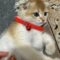 گربه اسکاتیش