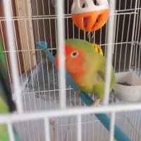 کوتوله برزیلی هلویی معاوضه با کوتوله دستی|پرنده|اصفهان, خواجو|دیوار