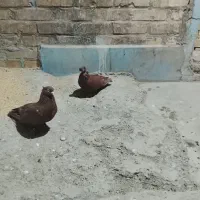 فروشی|پرنده|خرمشهر, |دیوار