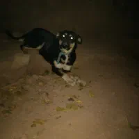 توله سگ نژاد دار