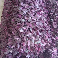 بزرگترین دپو و انبار چمن مصنوعی و فنس چمن در تهران|خدمات باغبانی و درختکاری|تهران, شهر زیبا|دیوار